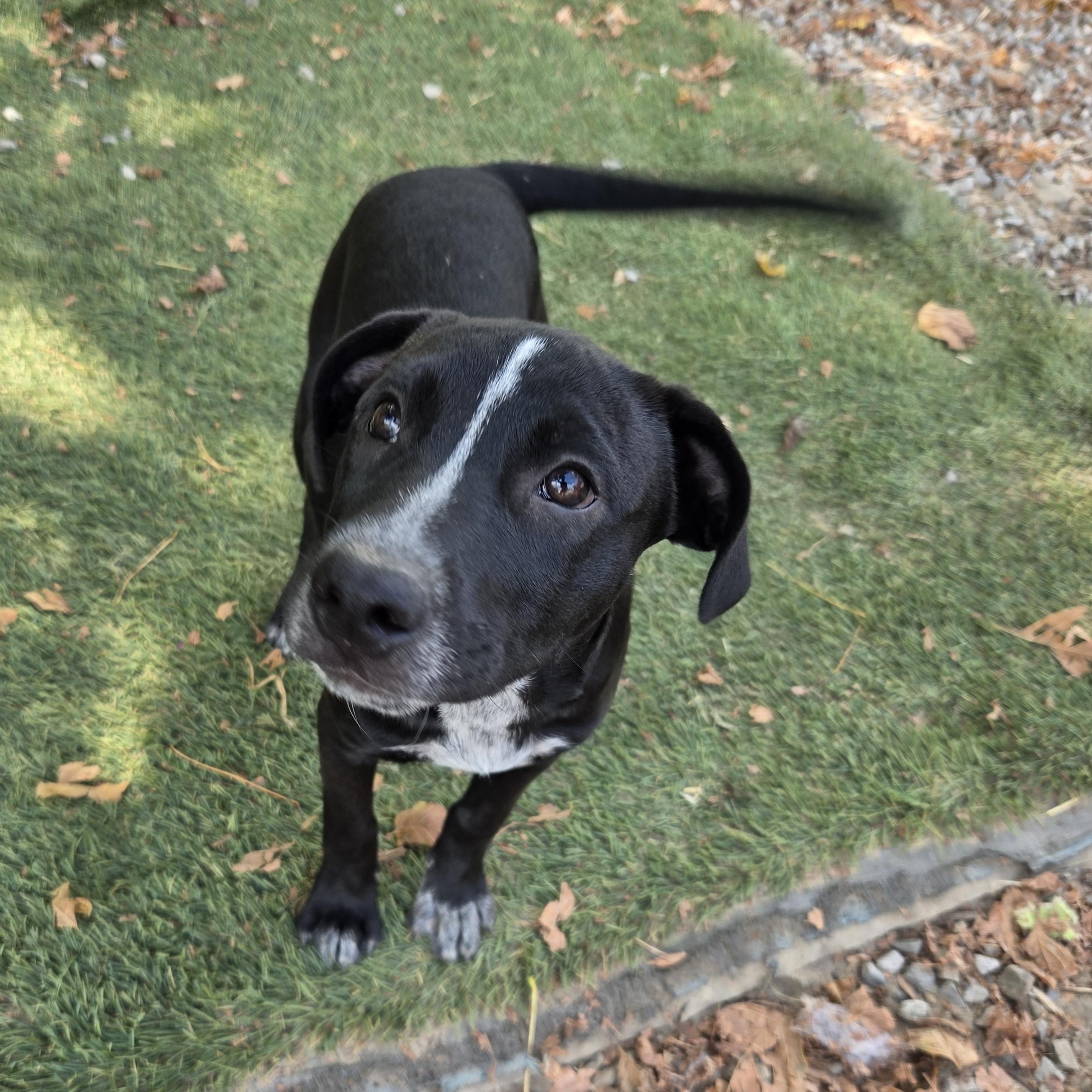 Enlarge Skunky Success, a Adoptable mixed breed in Woburn, MA image 3/4