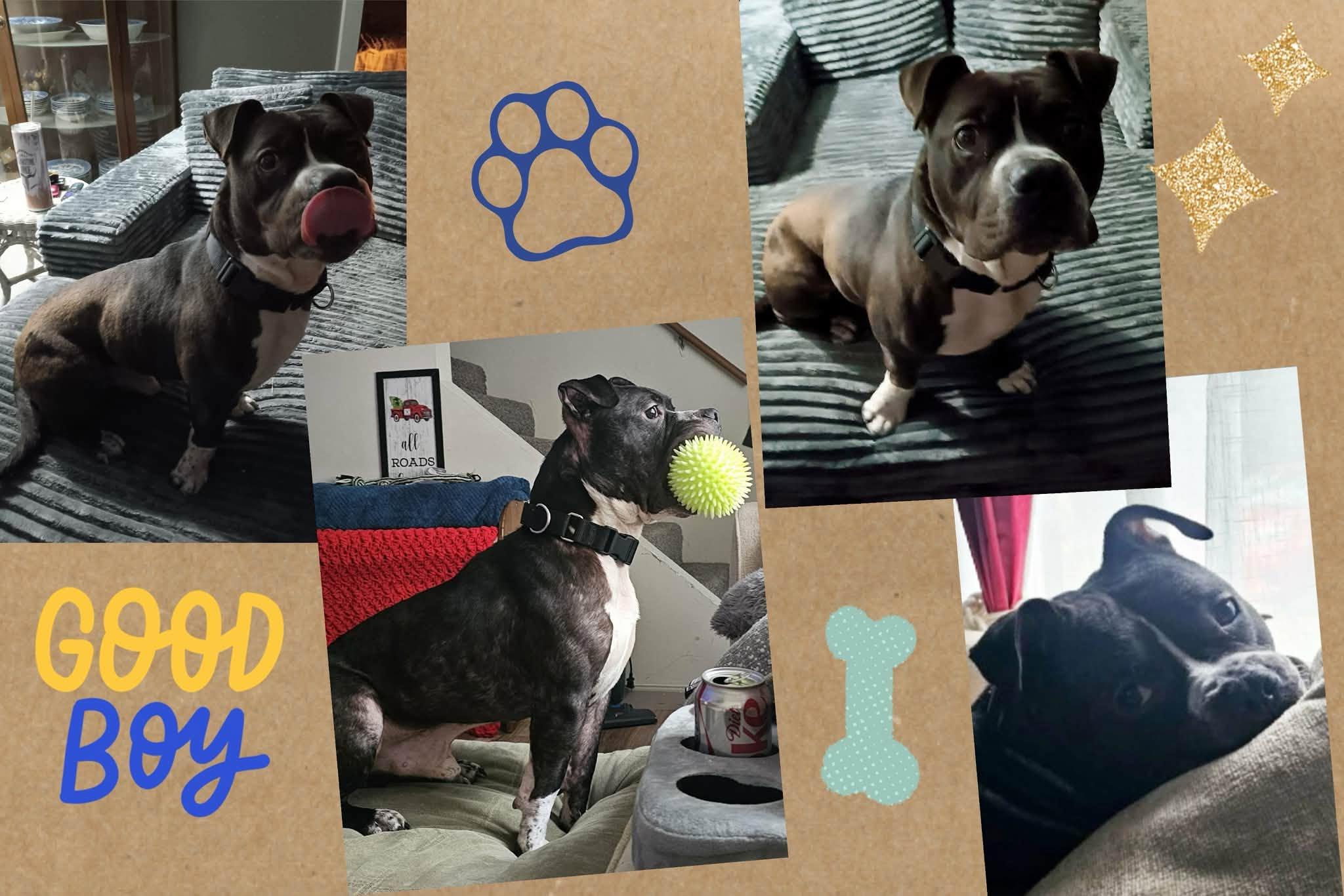Enlarge Andy, a ADOPTABLE mixed breed in Gladstone, MO image 1/1