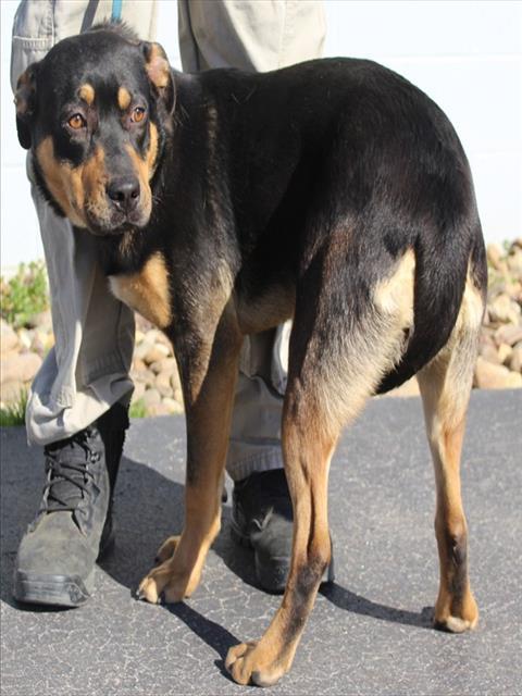 Enlarge NOVA, a Adoptable mixed breed in Lexington, SC image 1/1