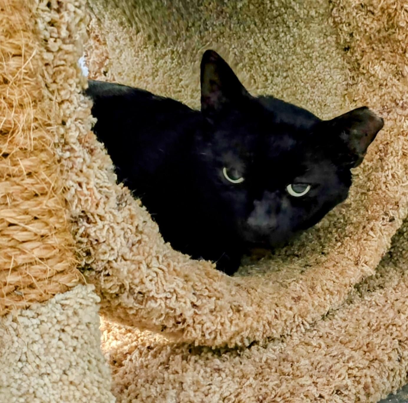 Carlito, a Adoptable Domestic Short Hair in New Port Richey, FL image 3/3