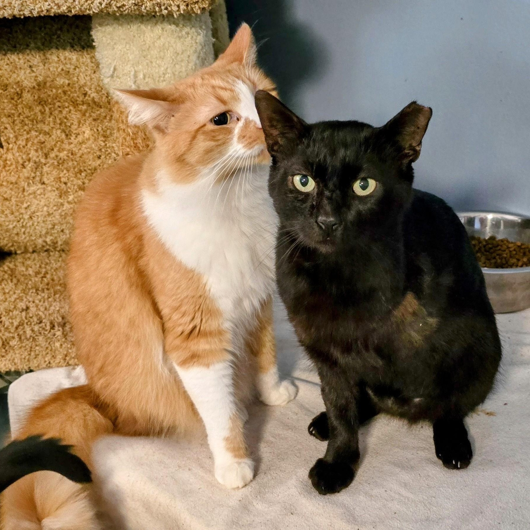 Carlito, a Adoptable Domestic Short Hair in New Port Richey, FL image 2/3