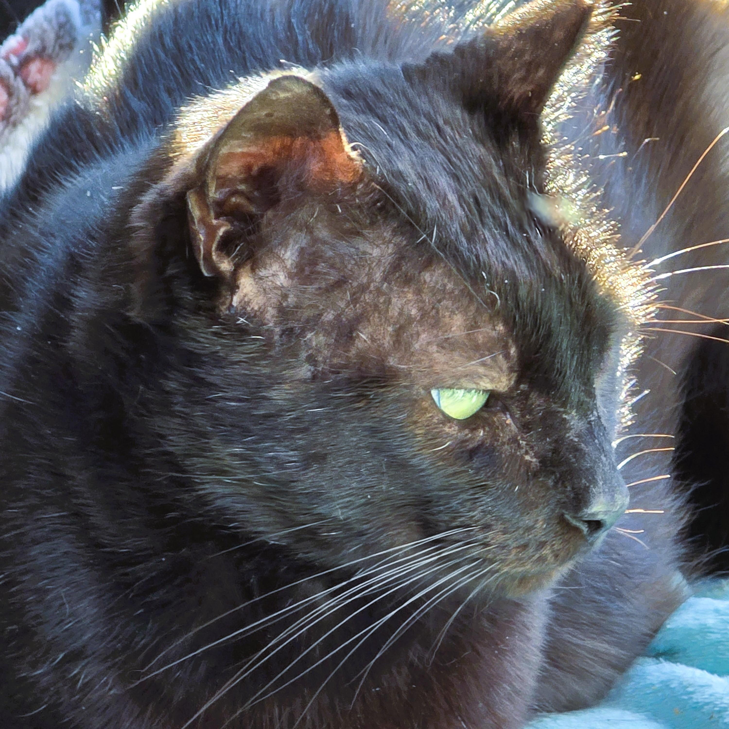 Carlito, a Adoptable Domestic Short Hair in New Port Richey, FL image 4/4
