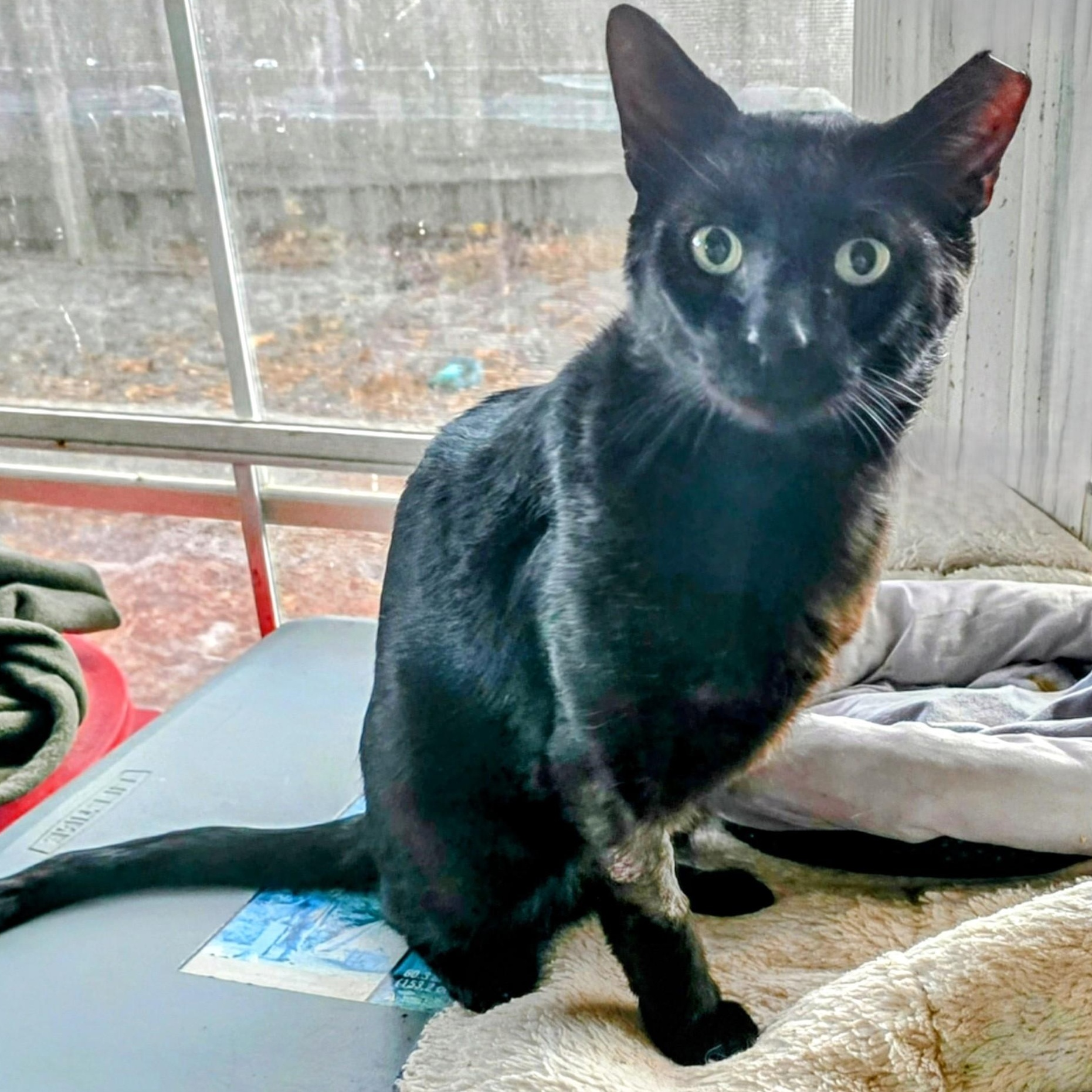 Carlito, a Adoptable Domestic Short Hair in New Port Richey, FL image 1/3