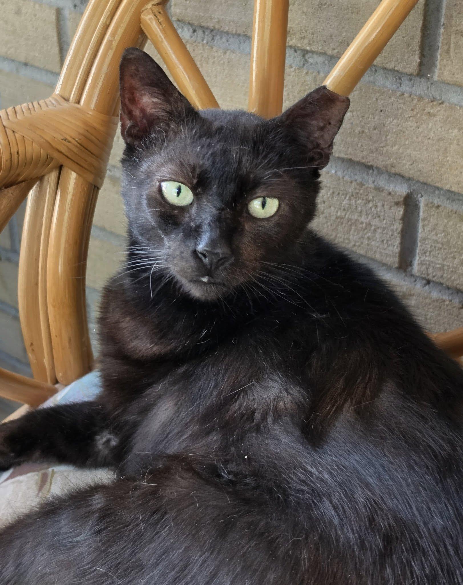Enlarge Carlito, a Adoptable Domestic Short Hair in New Port Richey, FL image 1/6
