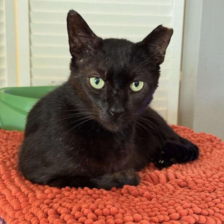 Carlito, Adoptable, Adult Male Domestic Short Hair.