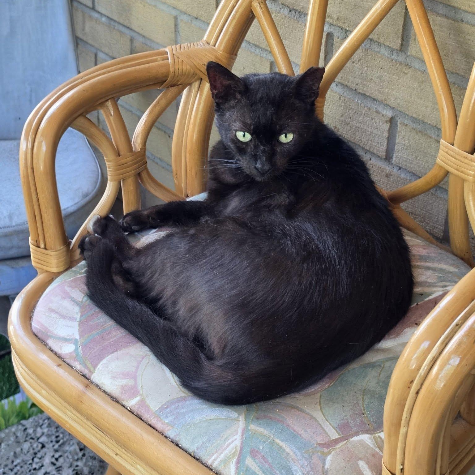 Carlito, a Adoptable Domestic Short Hair in New Port Richey, FL image 2/5