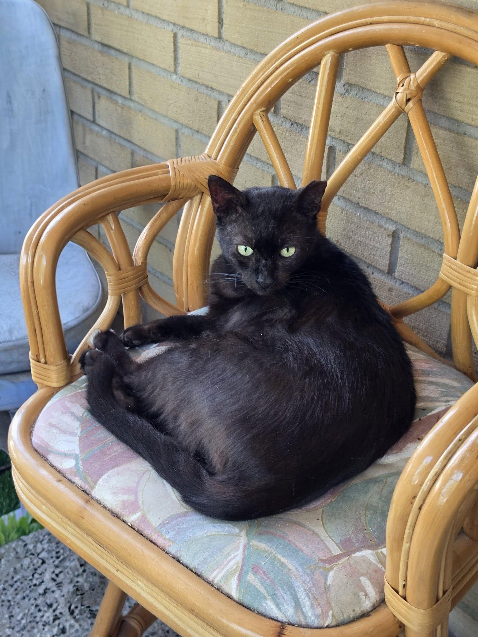 Enlarge Carlito, a Adoptable Domestic Short Hair in New Port Richey, FL image 6/6