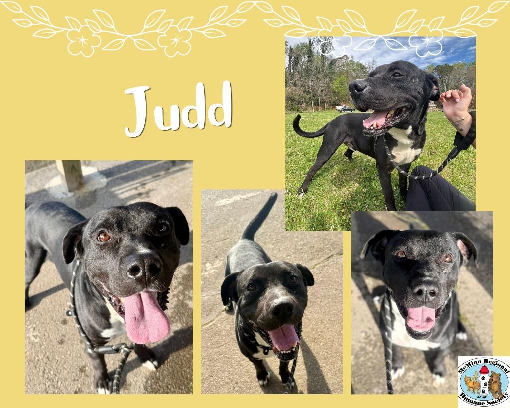 Enlarge Judd, a Adoptable mixed breed in Athens, TN image 1/3