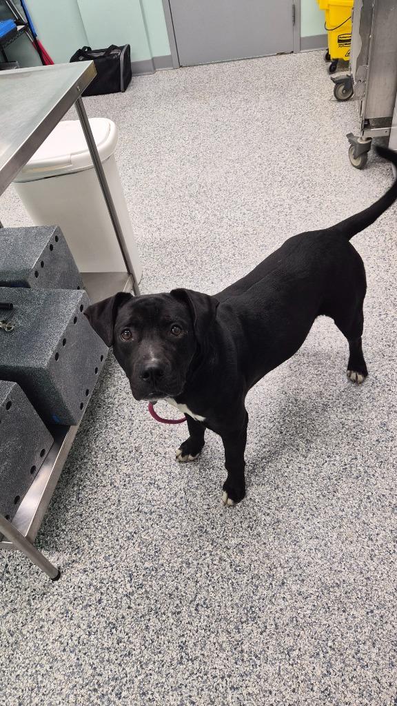 Enlarge Judd, a Adoptable mixed breed in Athens, TN image 2/3