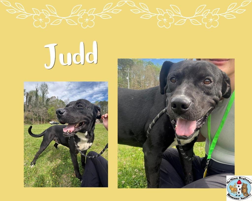 Enlarge Judd, a Adoptable mixed breed in Athens, TN image 3/3
