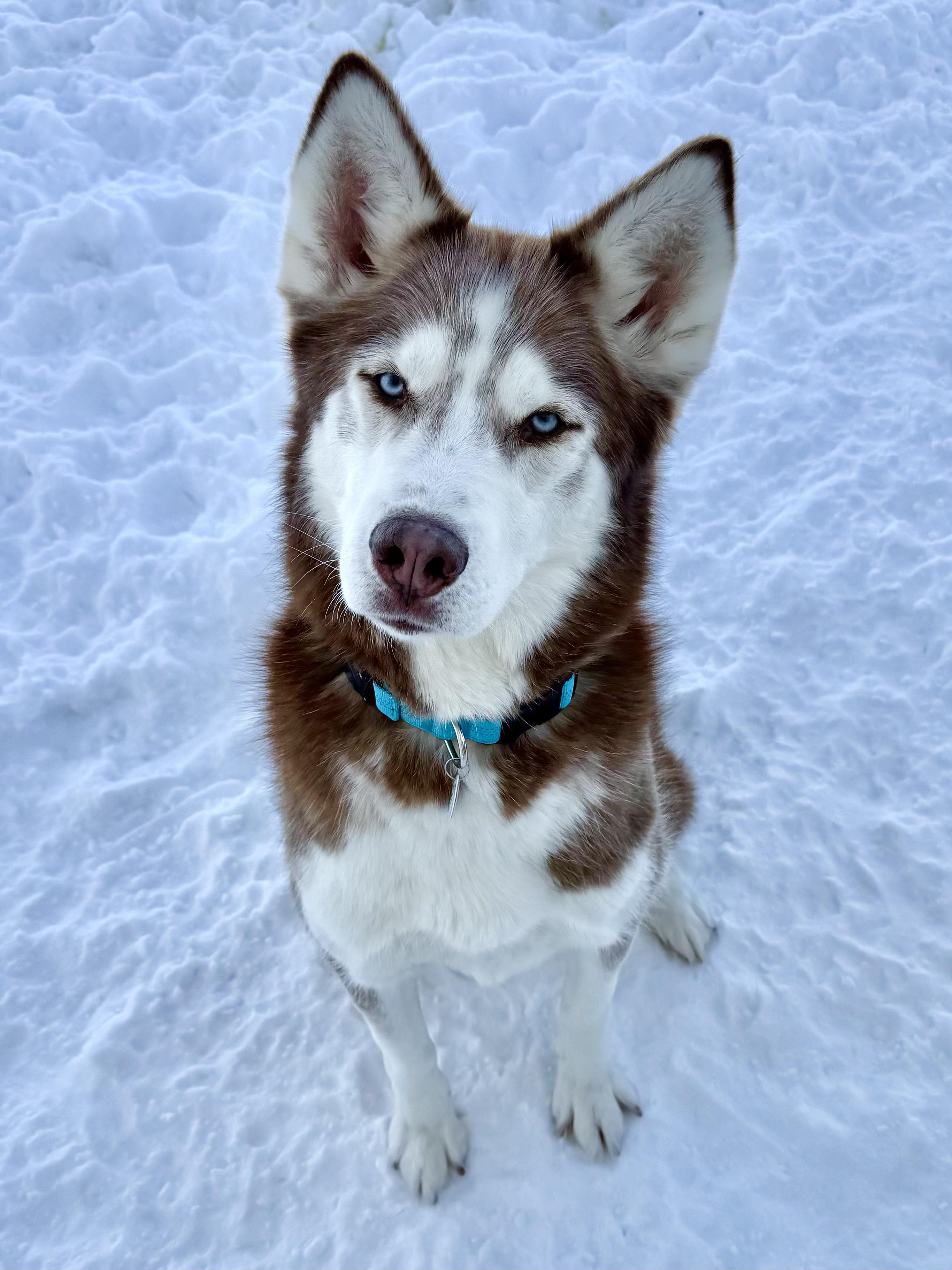 River, an adoptable Husky in Greentown, PA image 1/5