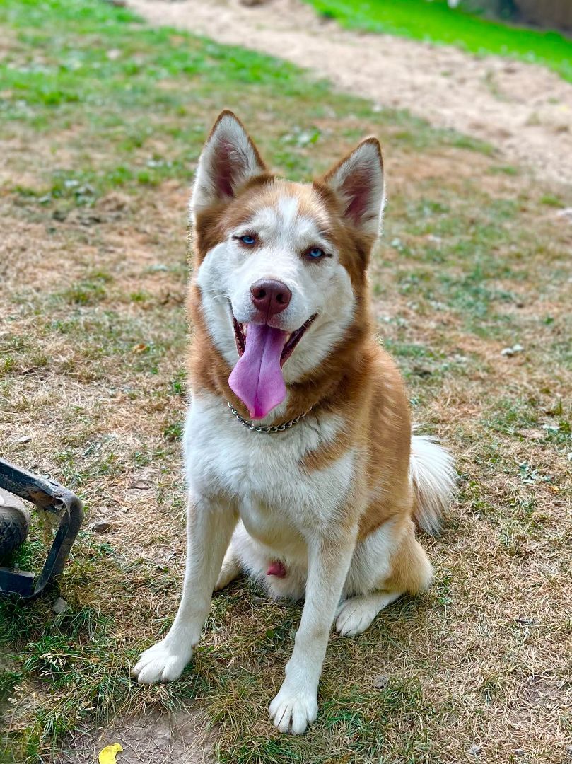 River, an adoptable Husky in Greentown, PA image 3/5