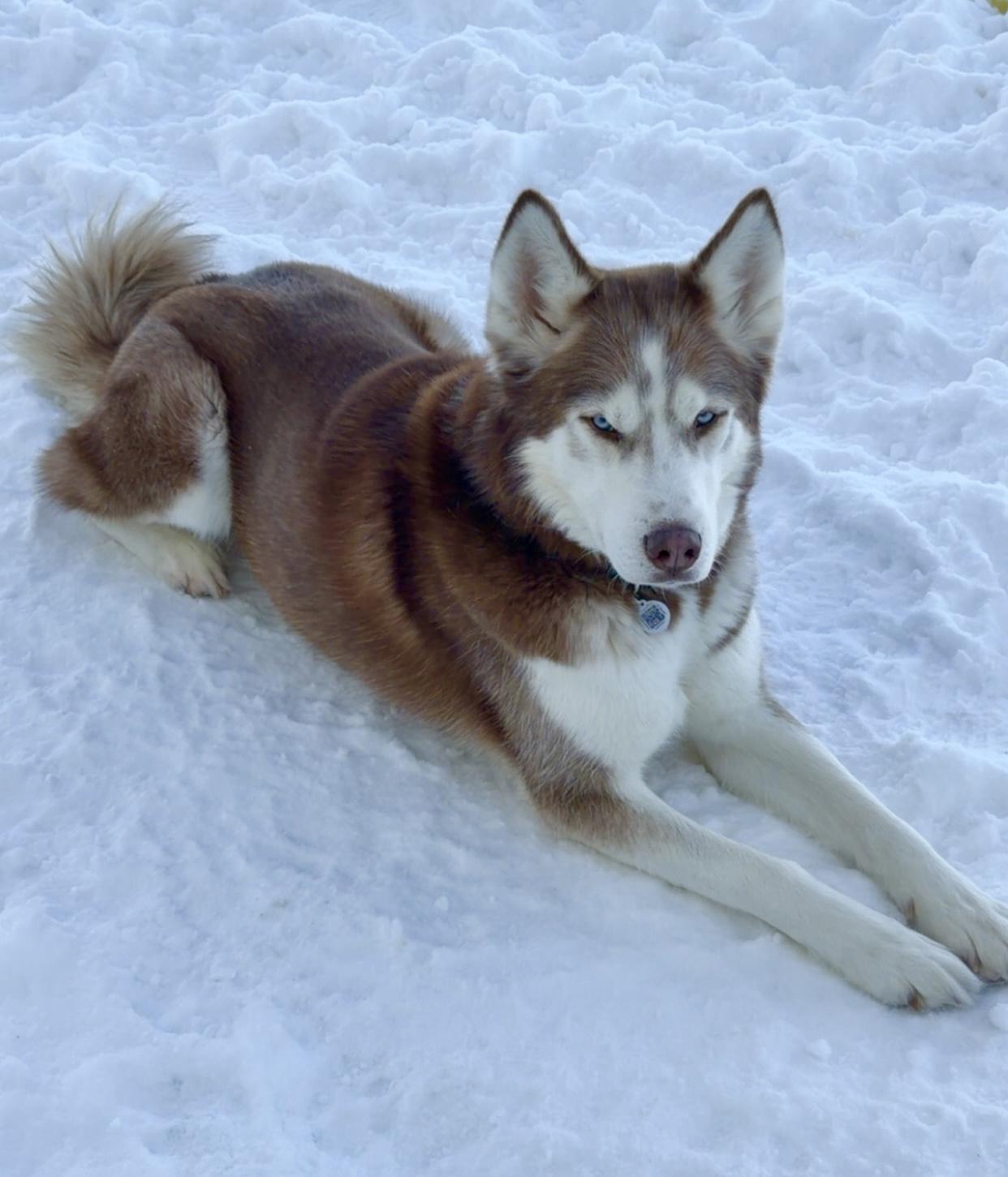 River, an adoptable Husky in Greentown, PA image 5/5