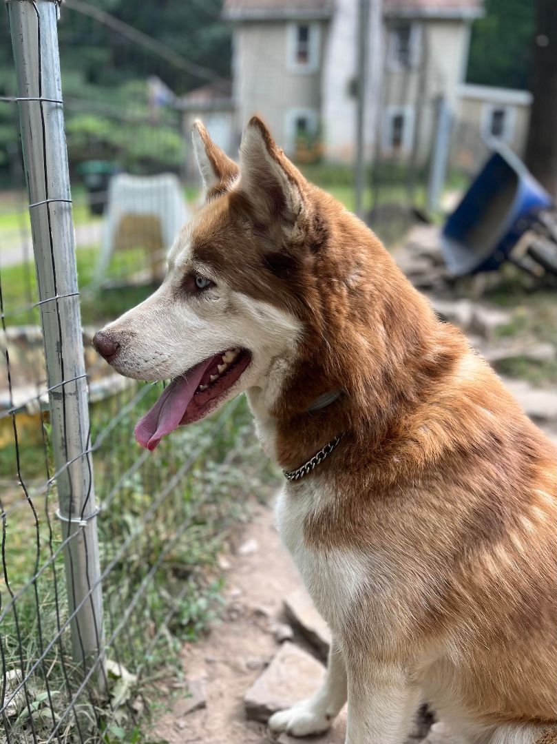 River, an adoptable Husky in Greentown, PA image 4/5
