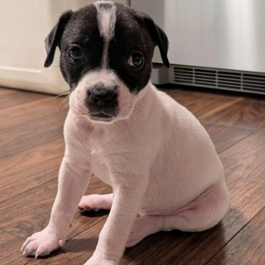 Enlarge Libby, a Adoptable mixed breed in Rochester, NY image 2/6