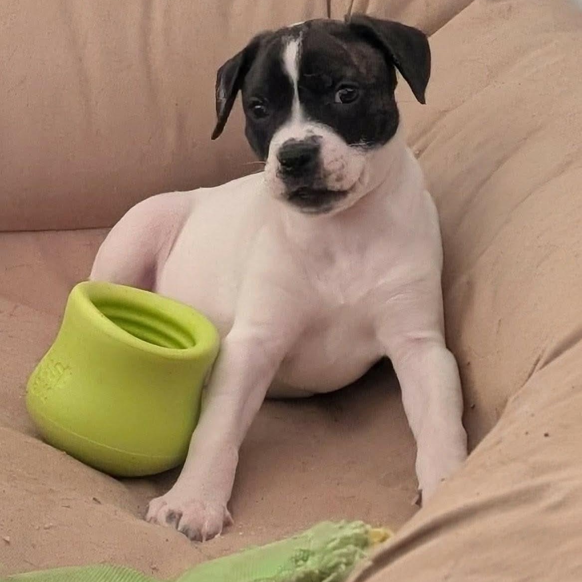 Enlarge Libby, a Adoptable mixed breed in Rochester, NY image 5/6