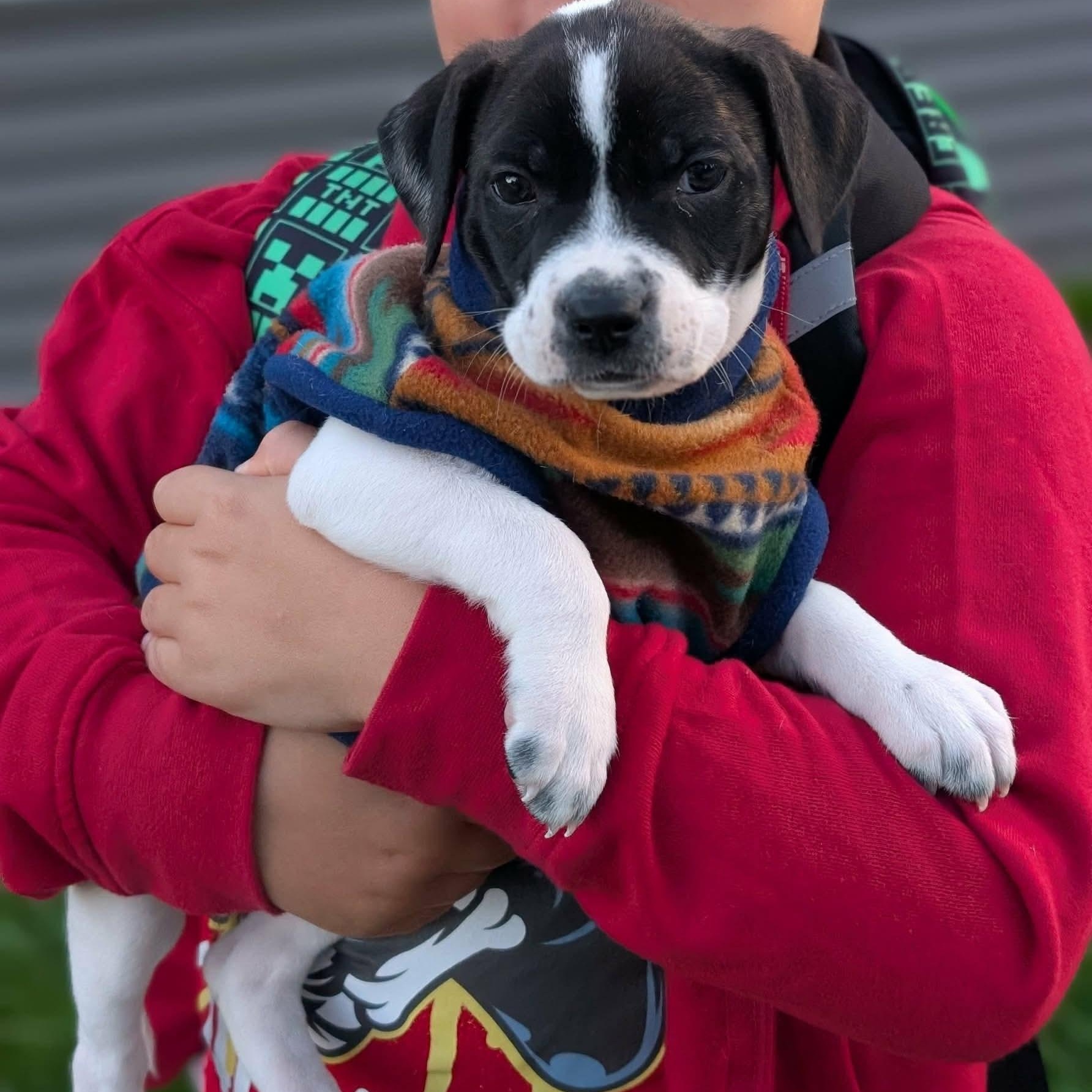 Libby, Adoptable, Puppy Female Pointer & Pit Bull Terrier.