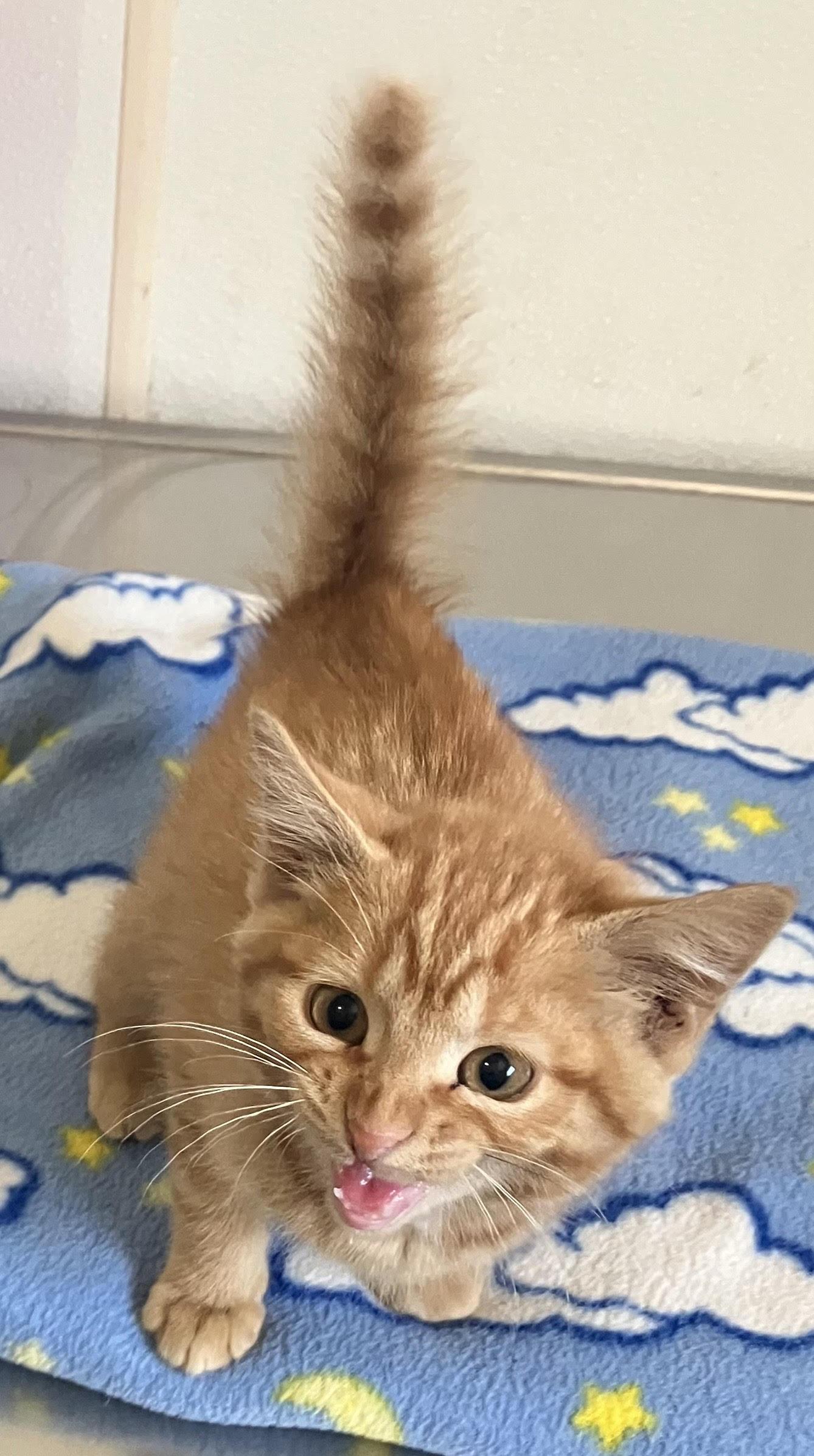 Enlarge Bristol-female orange tabby kitten in#19, a Adopted mixed breed in Mitchell, SD image 1/1