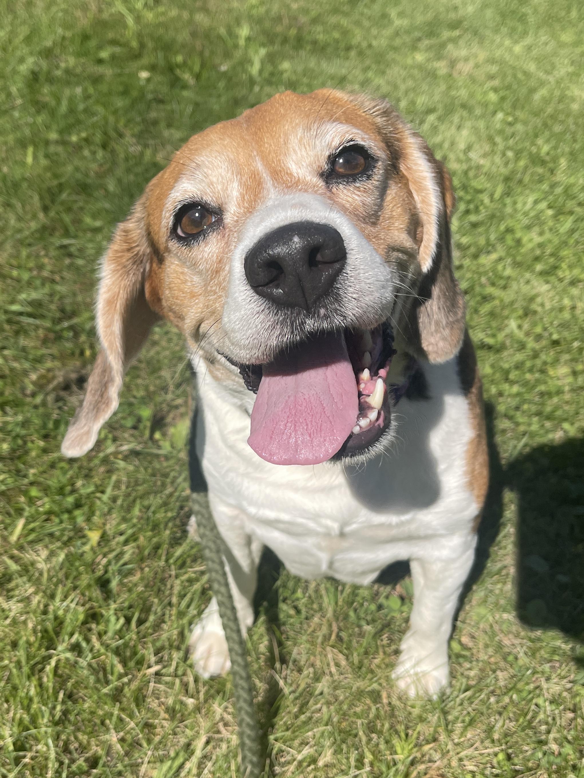 Mudae Colorll Maude - Adoptable Pet | Petfinder