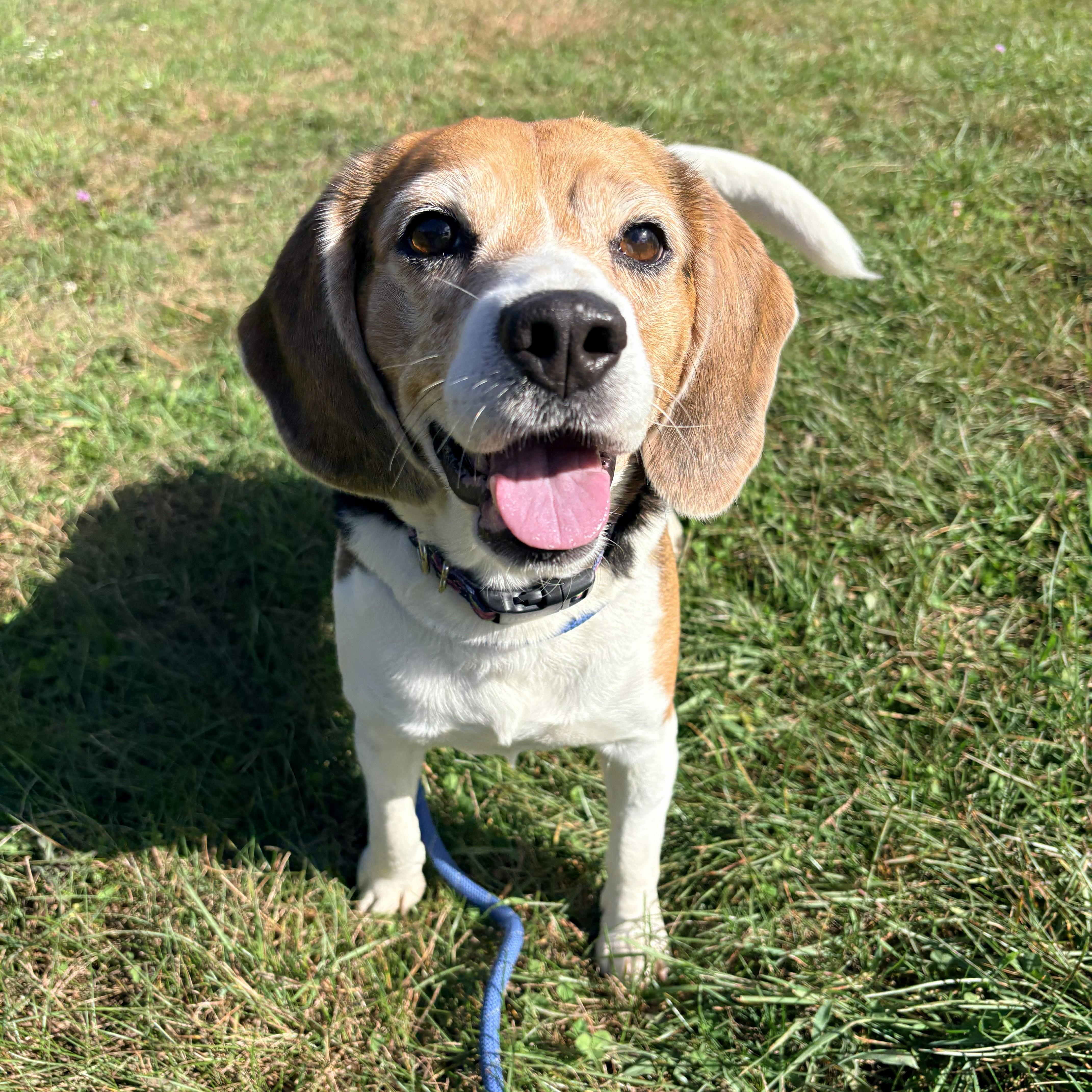 Mudae Colorll Maude - Adoptable Pet | Petfinder