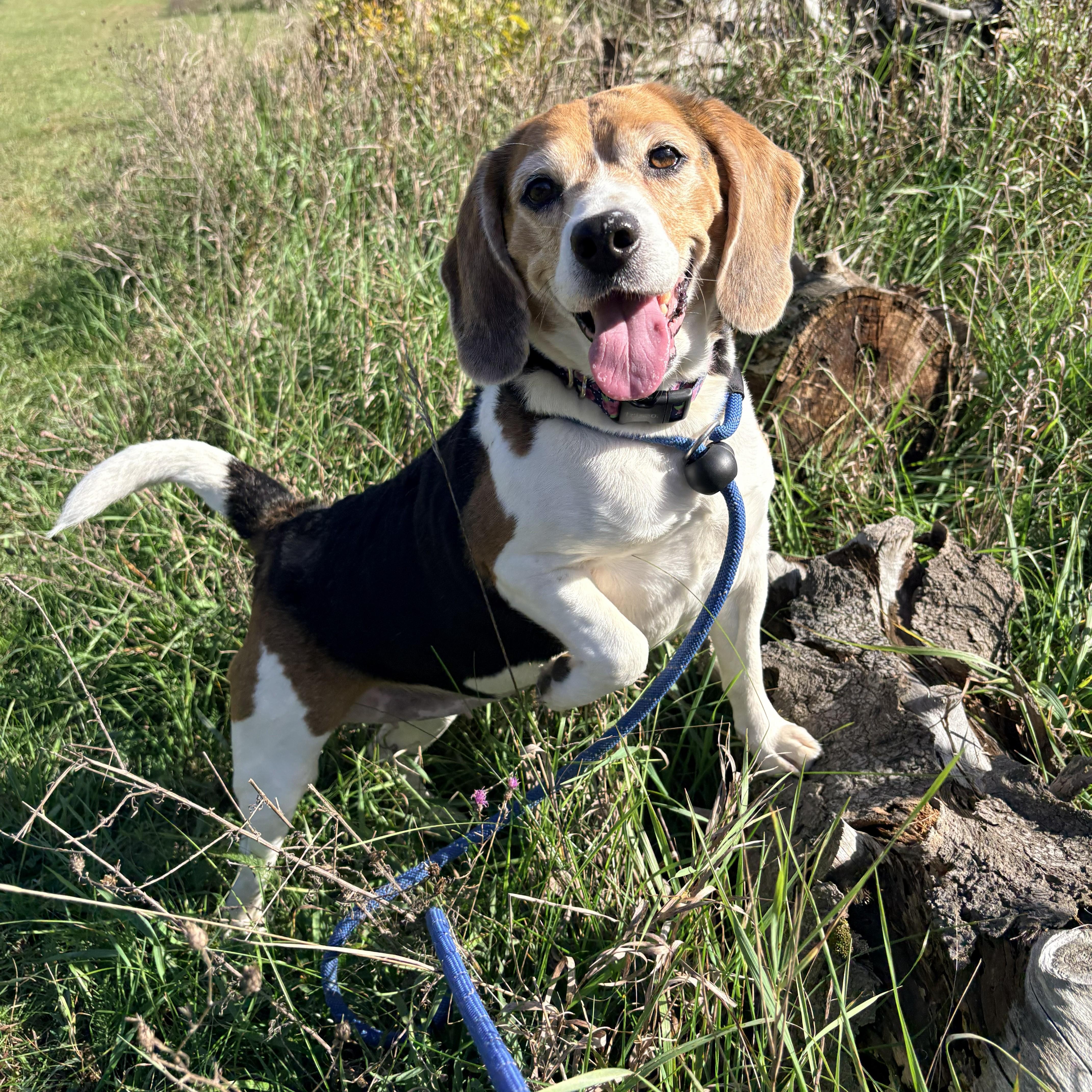 Mudae Colorll Maude - Adoptable Pet | Petfinder