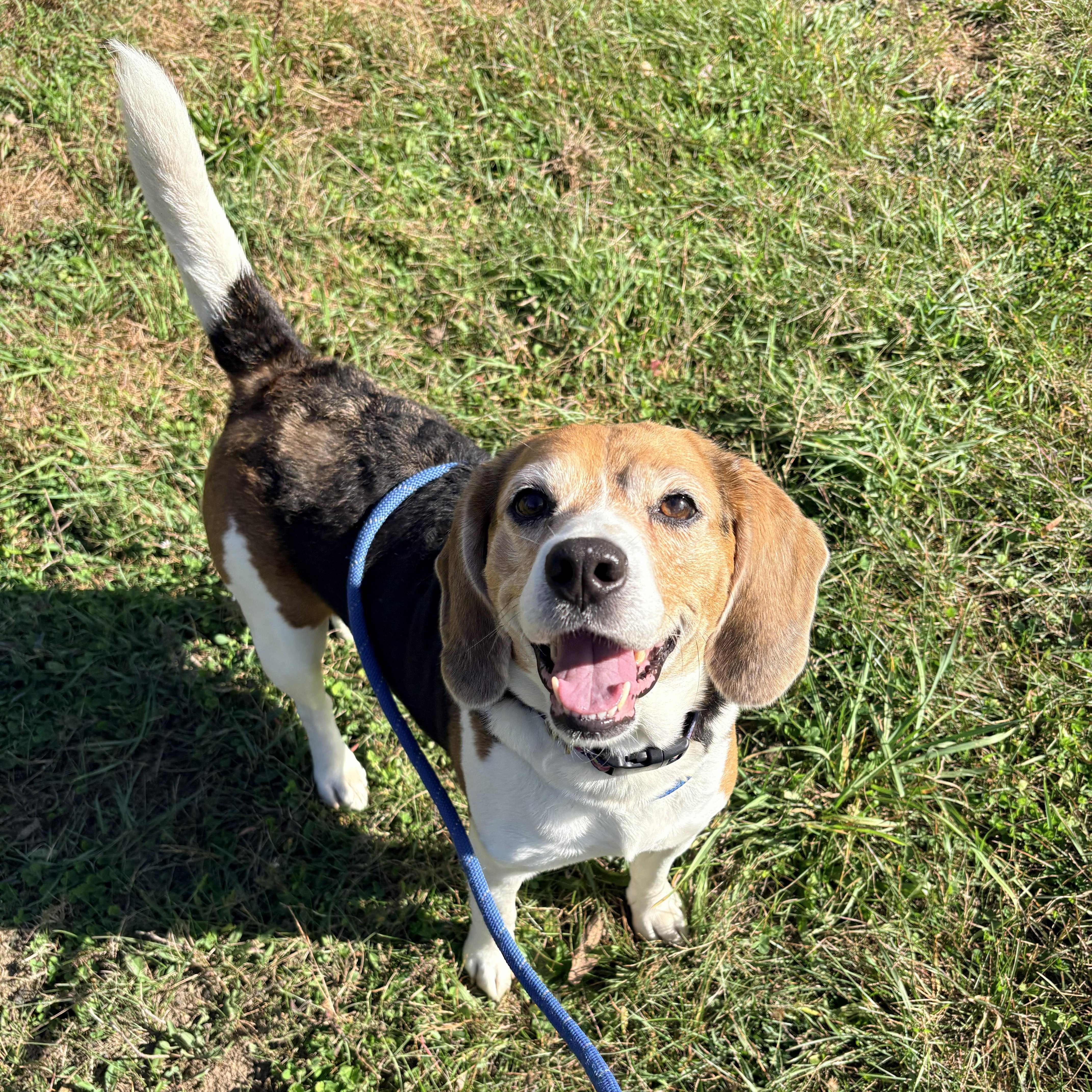 Mudae Colorll Maude - Adoptable Pet | Petfinder