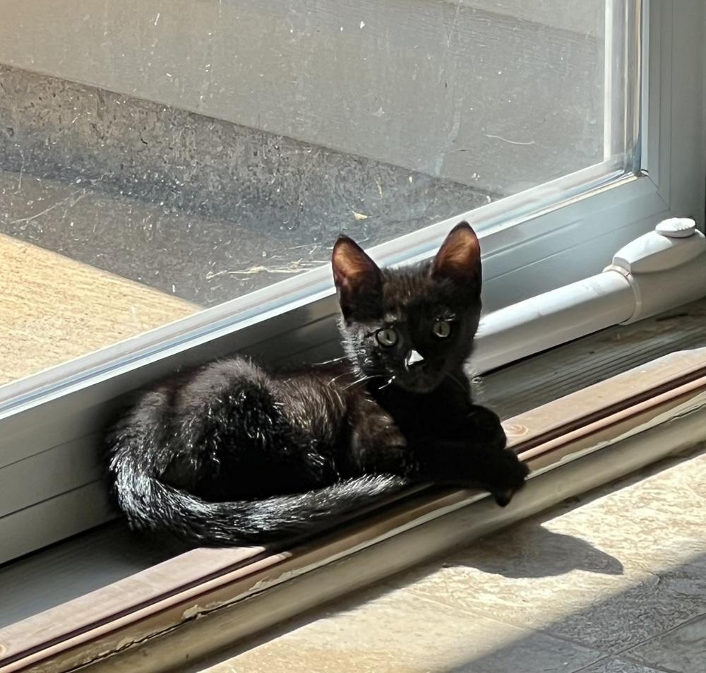 Jack HH, Adoptable, Kitten Male Domestic Short Hair.