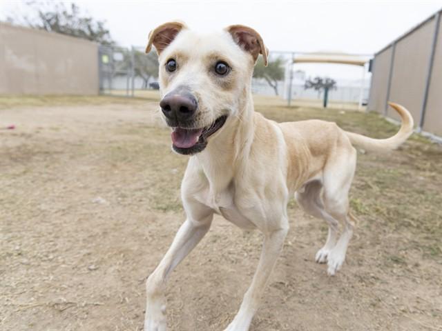 Enlarge DUKE, a Adoptable German Shepherd Dog in Phoenix, AZ image 1/1