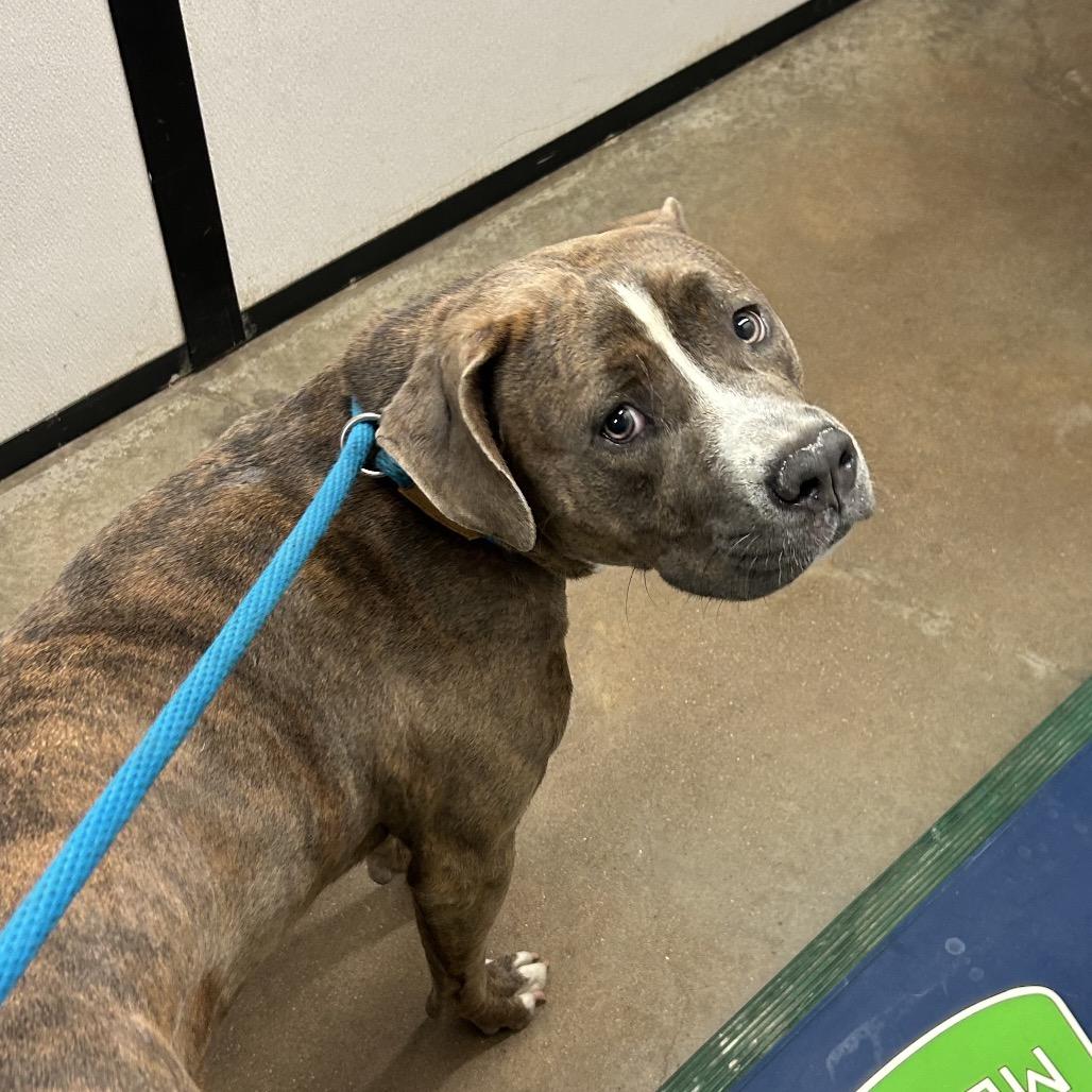 Juana, Adoptable, Adult Female Mixed Breed.