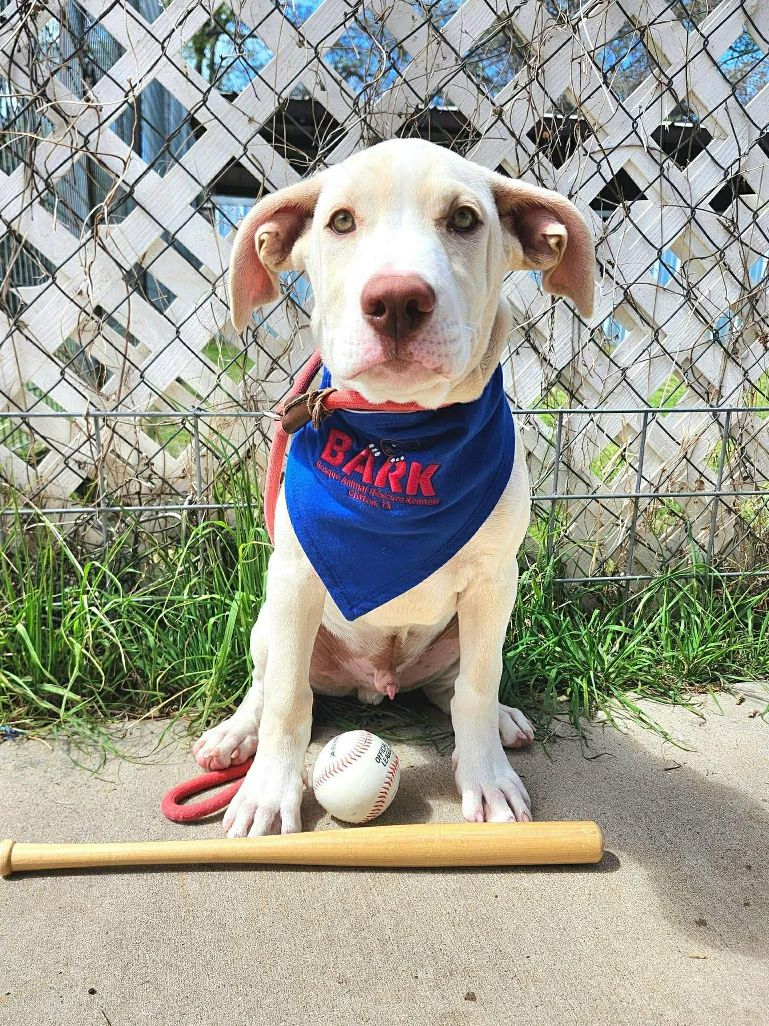 Enlarge Dodger, a Adoptable mixed breed in Minneapolis, MN image 4/5