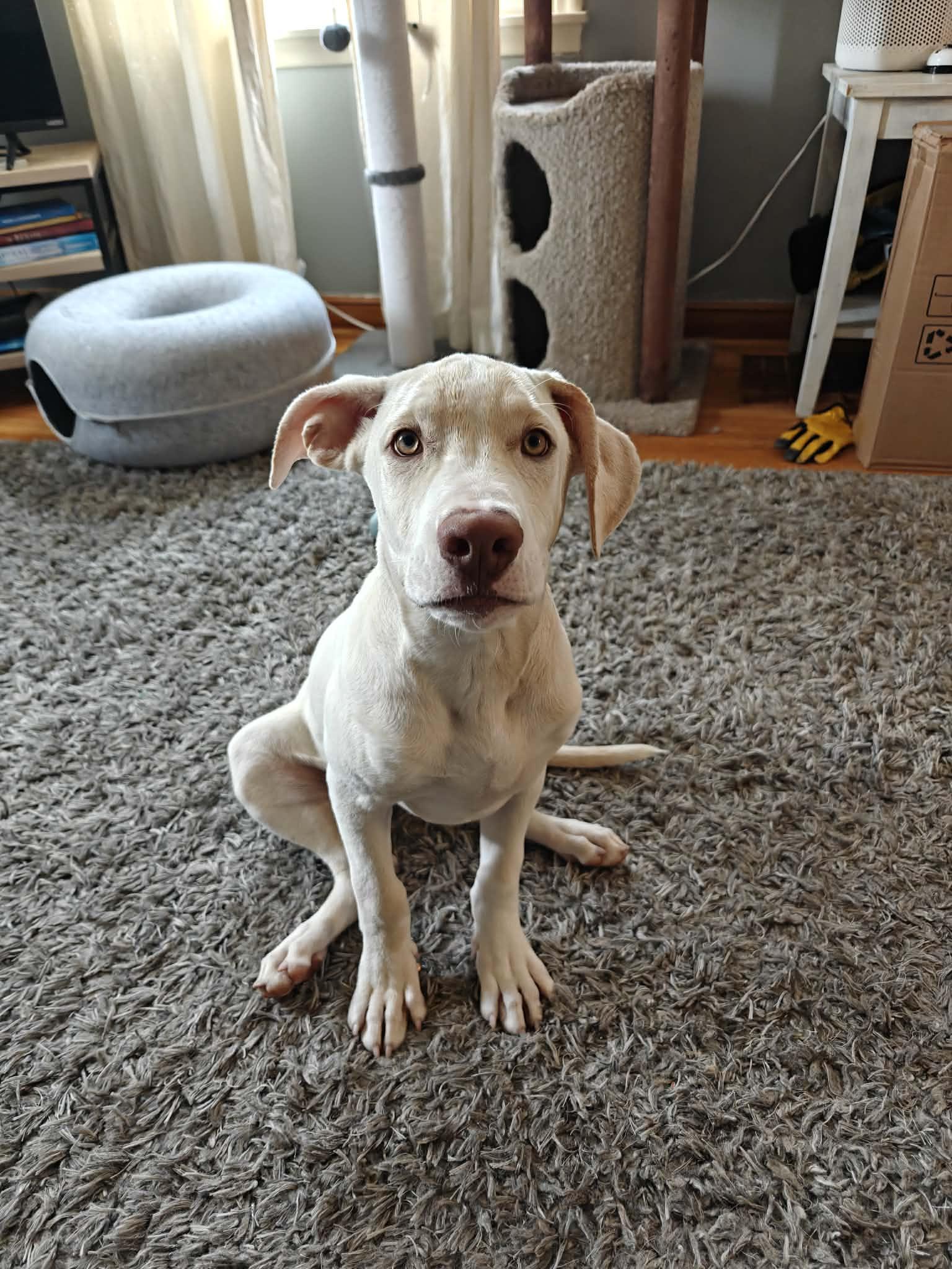 Enlarge Dodger, a Adoptable mixed breed in Minneapolis, MN image 5/5