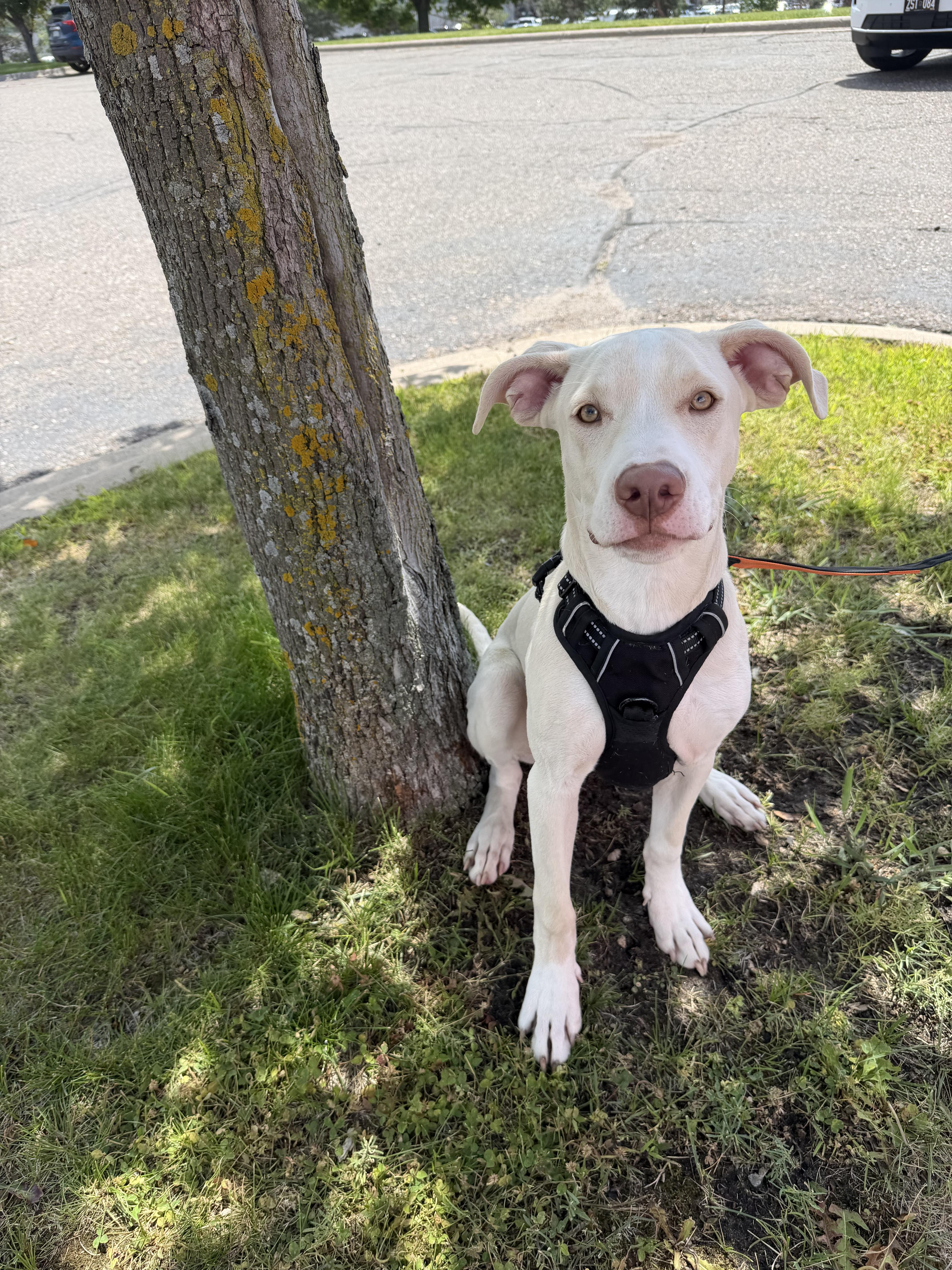 Dodger, a Adoptable mixed breed in Minneapolis, MN image 5/5