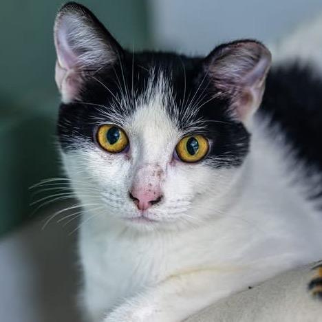 Thistle, Adoptable, Kitten Female Domestic Short Hair.