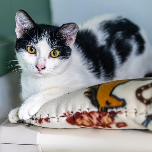 Enlarge Thistle, a Adoptable Domestic Short Hair in Decatur, GA image 2/2