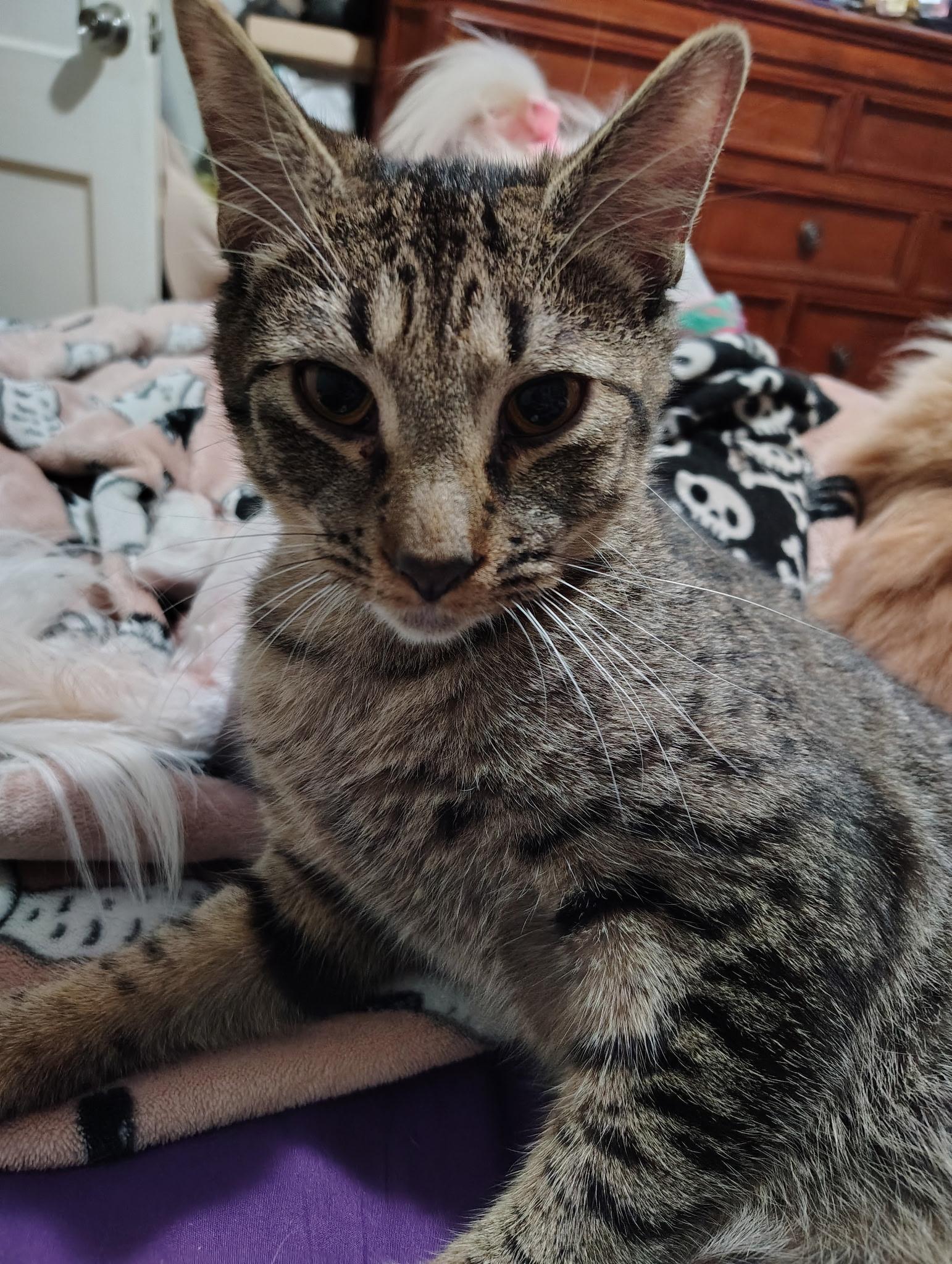 Enlarge Luke, a Adoptable Domestic Short Hair in Inman, SC image 1/1