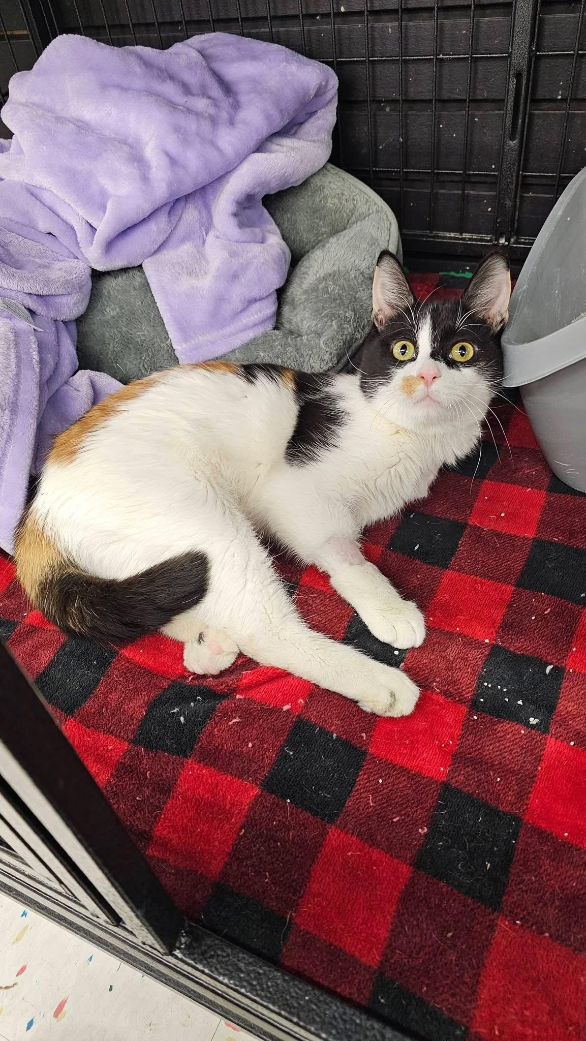 Enlarge Umeika, an adopted Calico in Cleveland, OH image 1/5