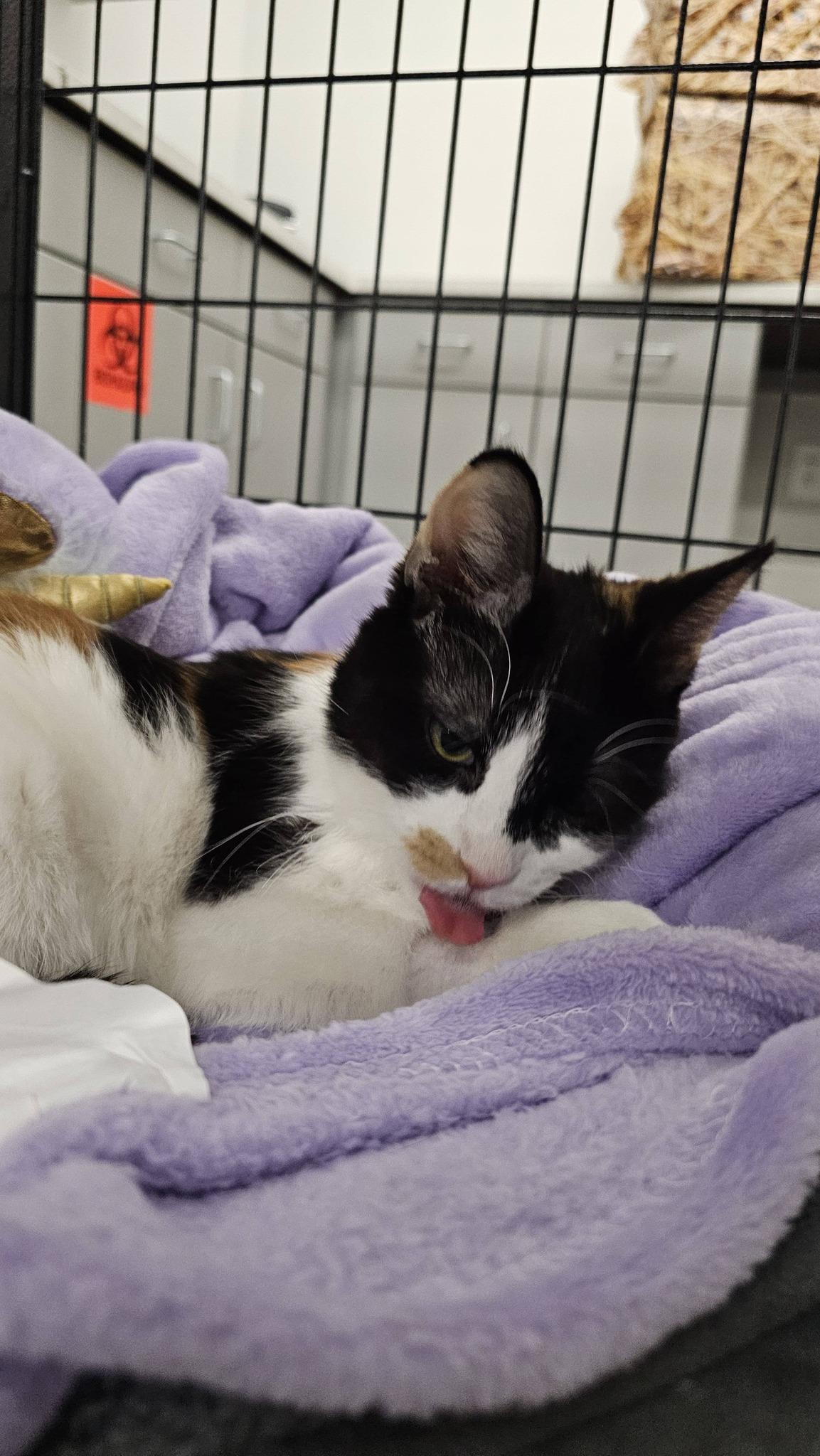 Enlarge Umeika, an adopted Calico in Cleveland, OH image 5/5