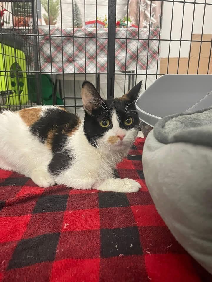 Enlarge Umeika, an adopted Calico in Cleveland, OH image 3/5