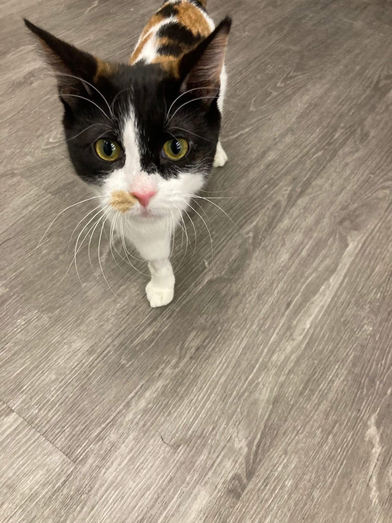 Enlarge Umeika, an adopted Calico in Cleveland, OH image 2/5