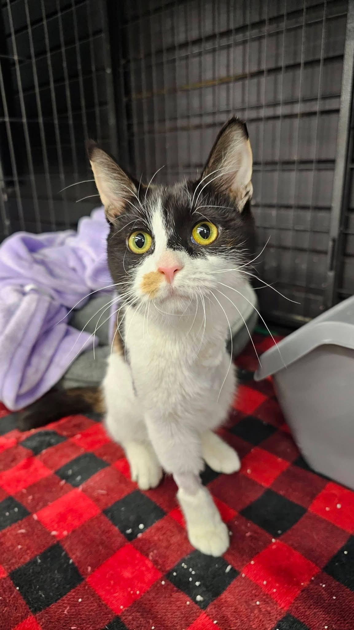 Enlarge Umeika, an adopted Calico in Cleveland, OH image 4/5