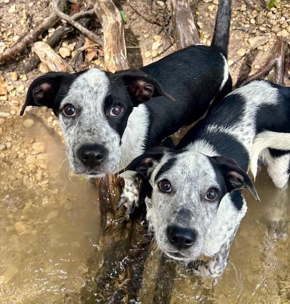 Dog for adoption - MOE, a Cattle Dog Mix in Little Rock, AR | Petfinder