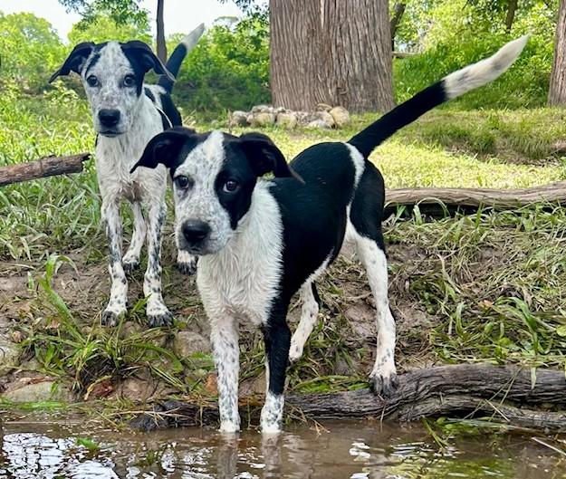 Dog for adoption - MOE, a Cattle Dog Mix in Little Rock, AR | Petfinder