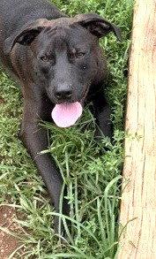 Tibet, Adoptable, Young Male Shepherd.