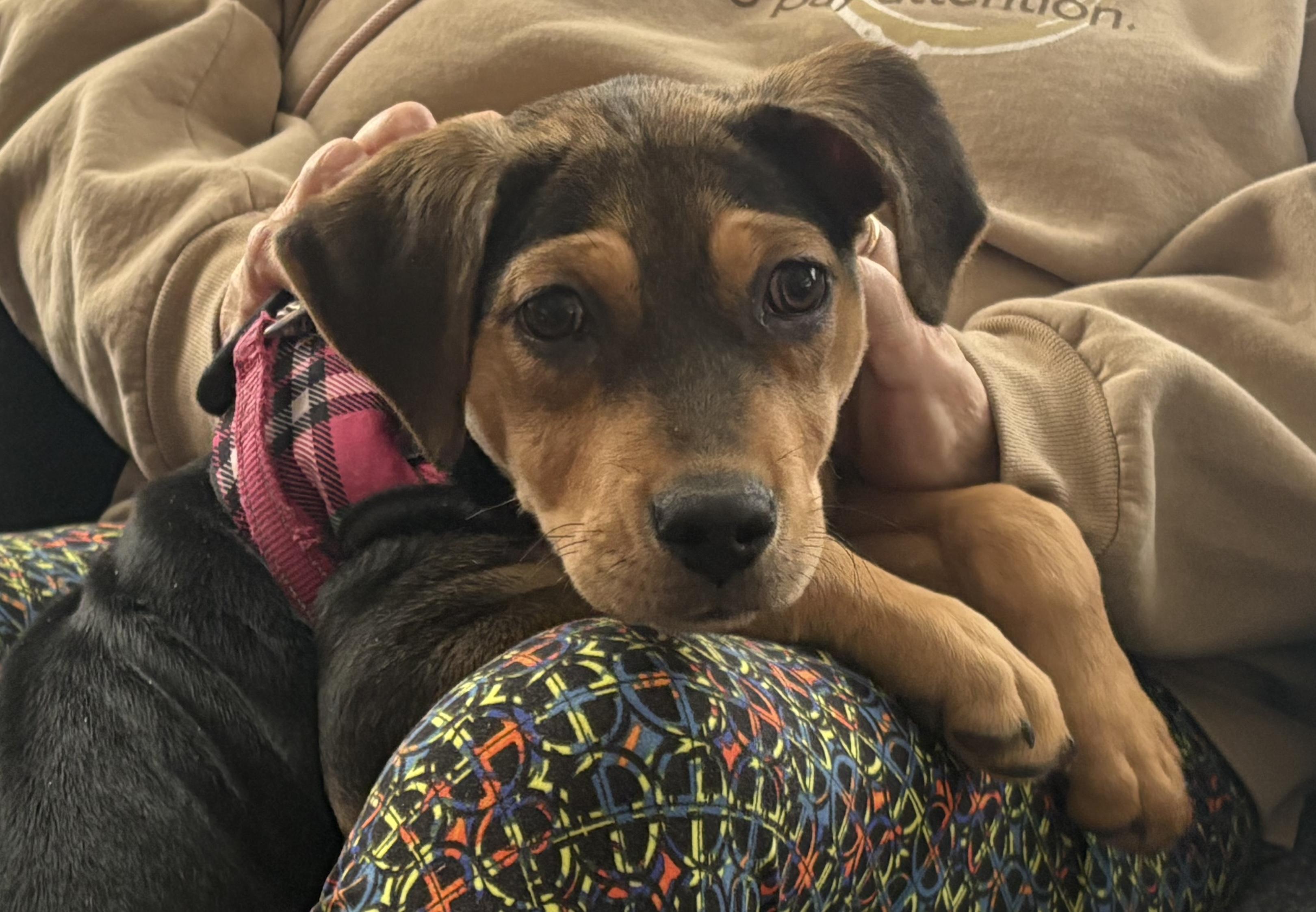 Riley, adopted, Puppy Female Shepherd.