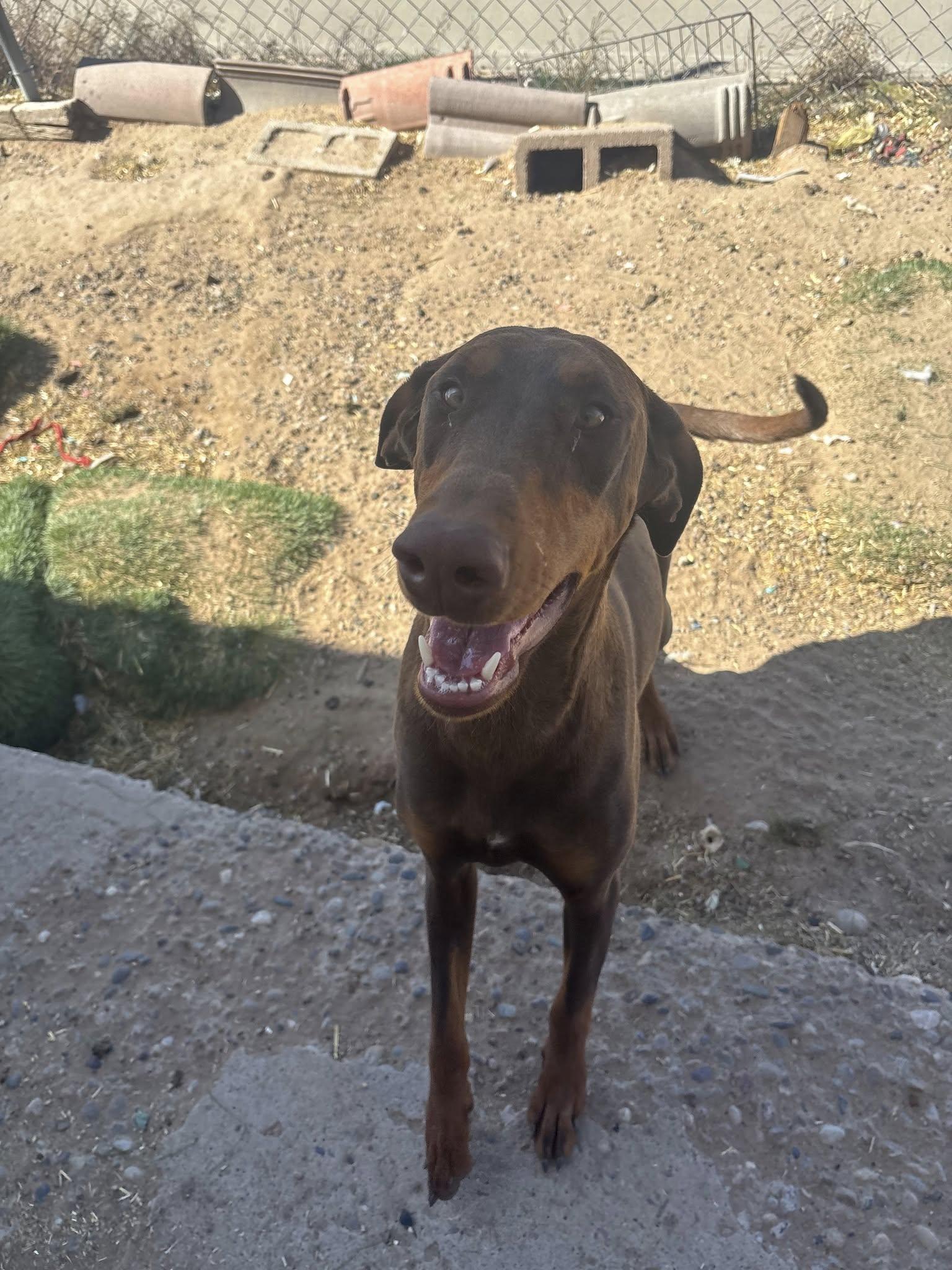 Red Girl (Unnamed), Adoptable, Young Female Doberman Pinscher.