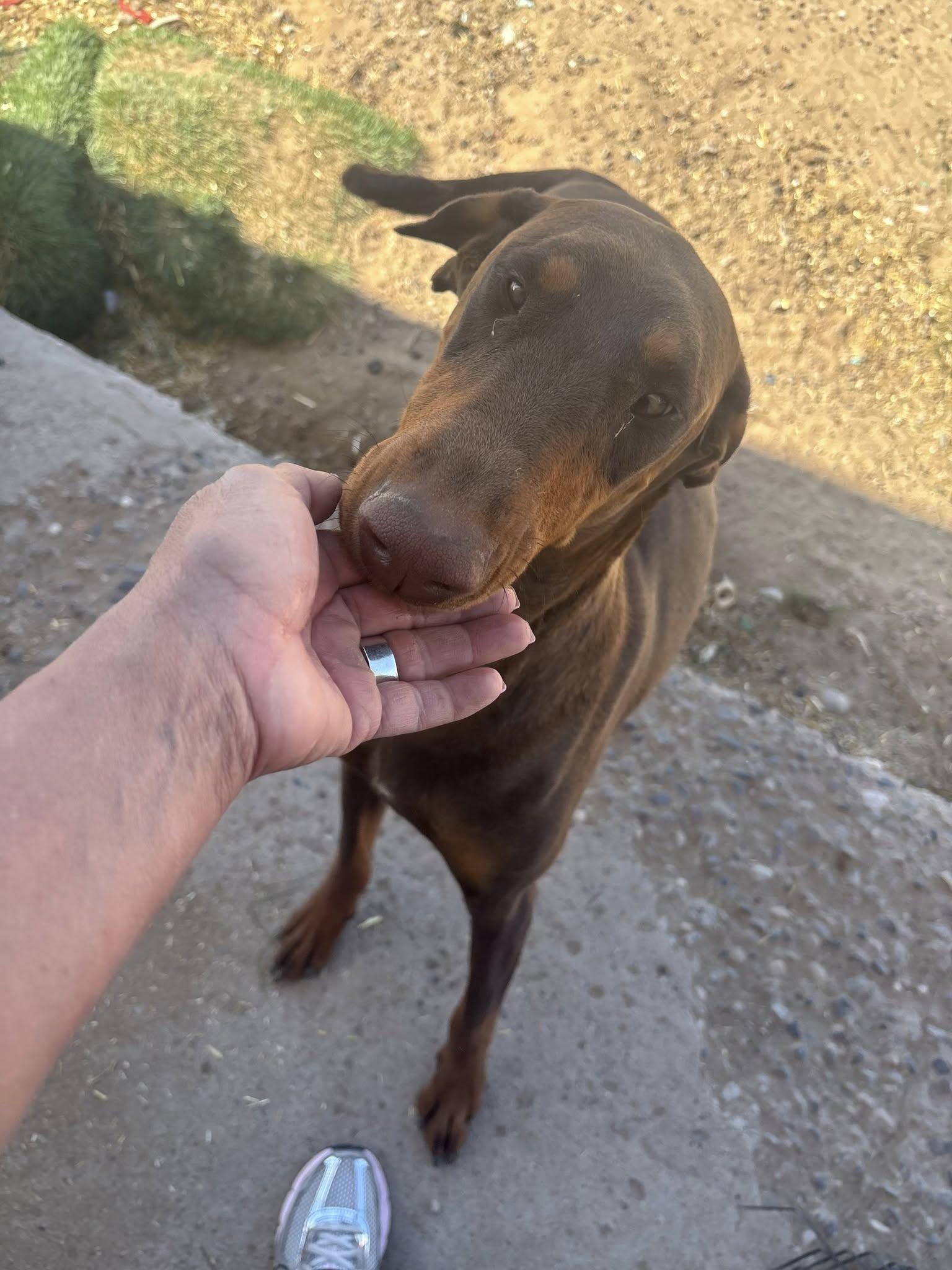 Enlarge Red Girl (Unnamed), a Adoptable Doberman Pinscher in Albuquerque, NM image 2/5