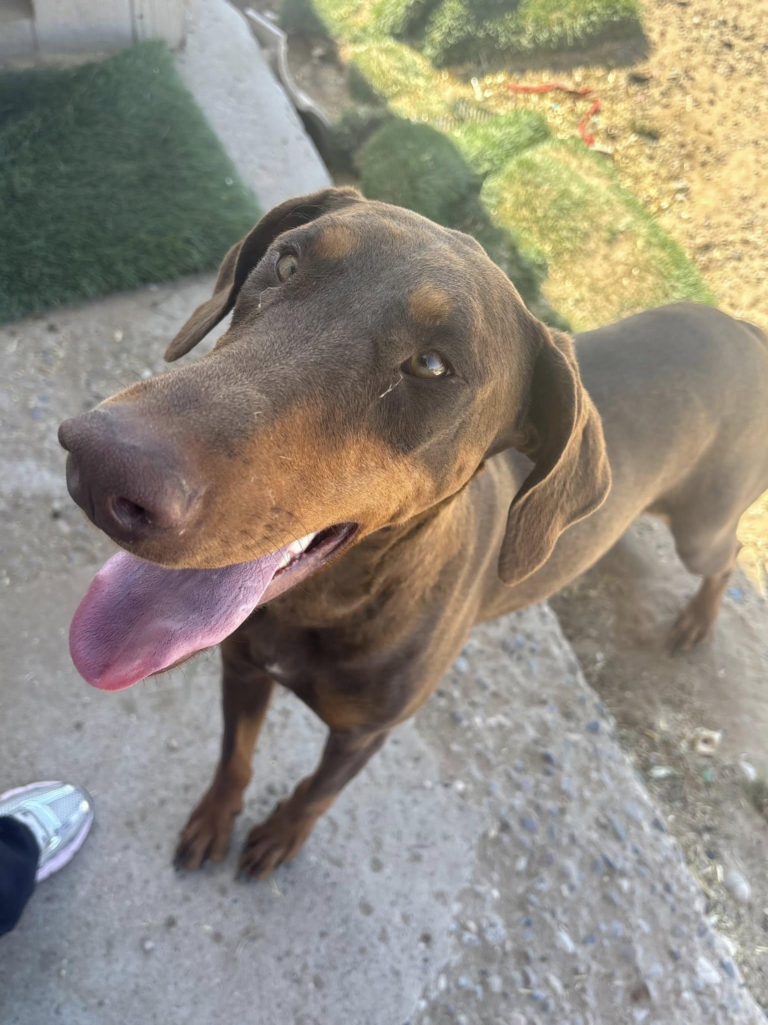 Enlarge Red Girl (Unnamed), a Adoptable Doberman Pinscher in Albuquerque, NM image 3/5