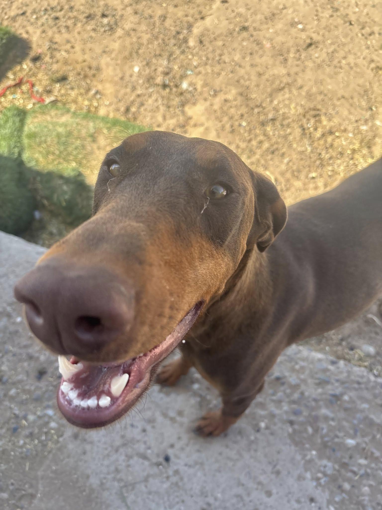 Enlarge Red Girl (Unnamed), a Adoptable Doberman Pinscher in Albuquerque, NM image 4/5