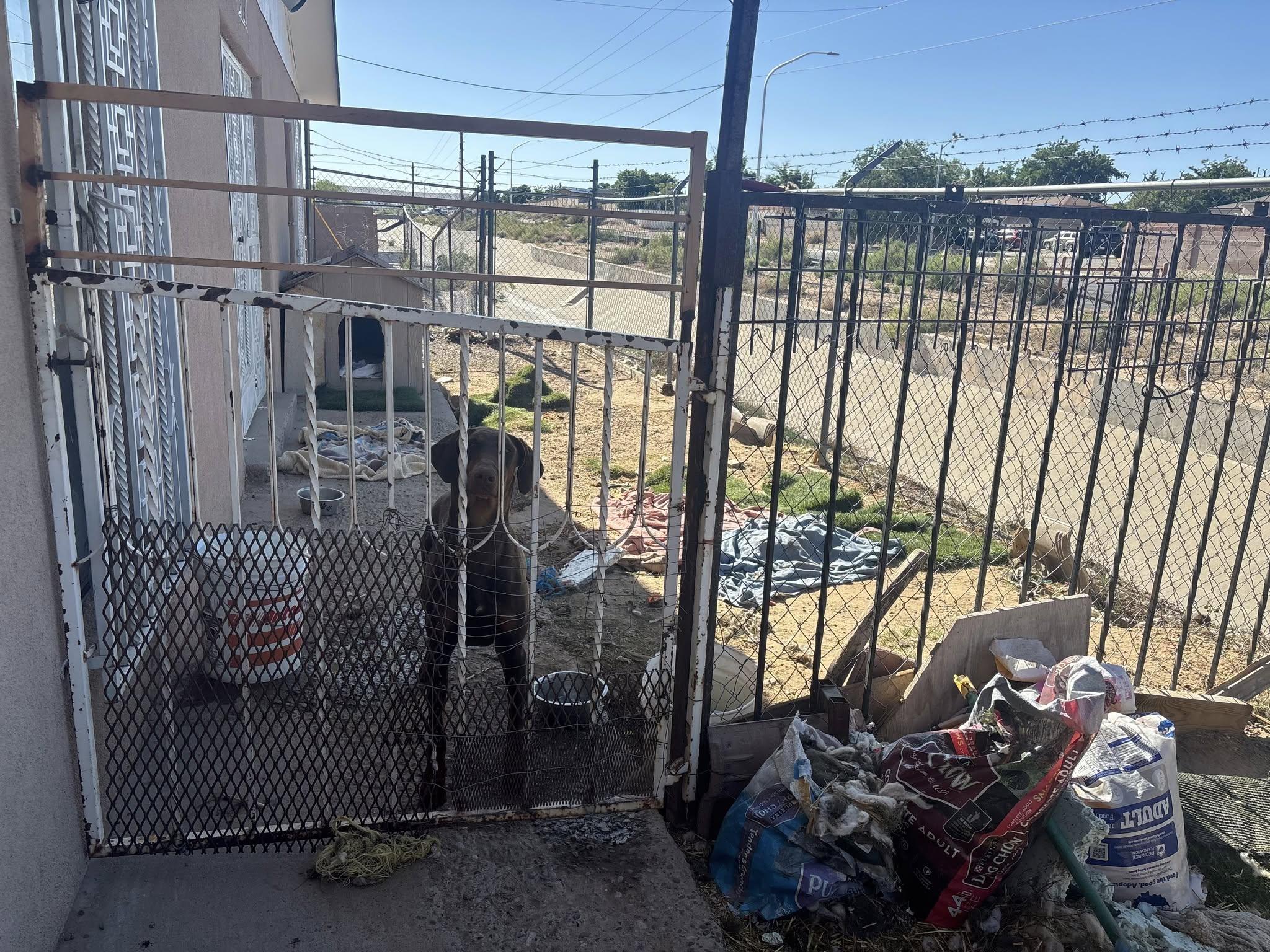 Enlarge Red Girl (Unnamed), a Adoptable Doberman Pinscher in Albuquerque, NM image 5/5