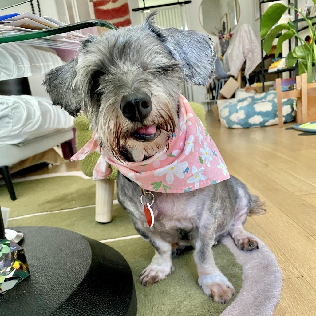 Enlarge Shake Shack, a Adoptable mixed breed in Los Angeles, CA image 1/5